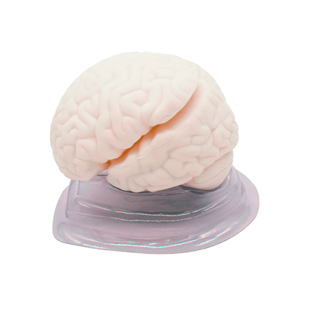 Модель «Мозг в разрезе»